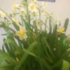 Meet your Posher, Su s y